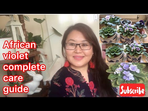 Video: How To Water Violets At Home Correctly: Methods, Regime And Other Features