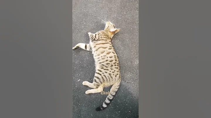 Watch the video about Rocketcat Leeloo ekek warm pavement not getting up. #ekek #catshort #meow #cat