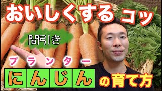 #7.ニンジンの育て方【プランター栽培】水やり、追肥、間引きのタイミング！【家庭菜園】