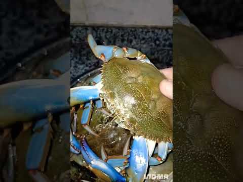 الفرق بين كابوريا البحر والكابوريا الحجاري 