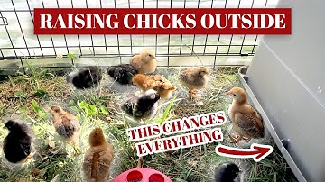 Breaking The Rules? Raising Chicks Outside Comes With Serious Considerations