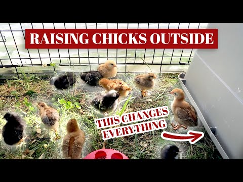Breaking The Rules? Raising Chicks Outside Comes With Serious Considerations
