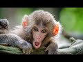 Sly Monkeys In INDIA Sly Monkeys In INDIA