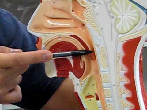 The Upper Respiratory Tract - YouTube