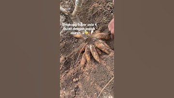 Singkong super usia 4 bulan rata2 buah 18 - 25 perbatang #singkong  #youtubeshorts #pupukorganik #