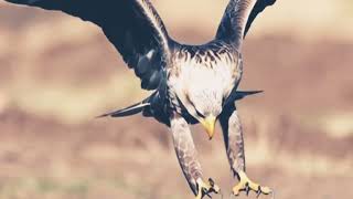 Celebrity The Golden Eagle Attacks at High Speed  #eagles  Profile