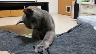ズボンのヒモが気になる灰色猫