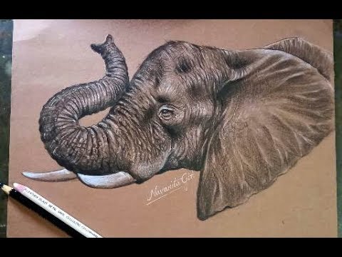 Elephant Face Drawing Images  Free Download on Freepik