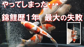 鯉が病気になり残念な結果になりました・・・