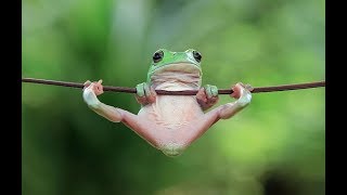 very impressive frog in the gym 