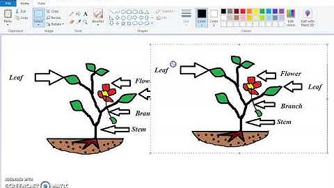 MS-Paint -use of Image group  and  clipboard group