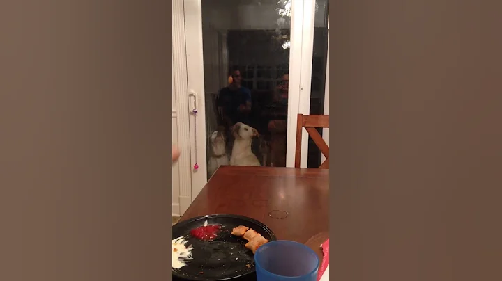 Funniest dogs