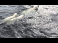 Белые медведи в Карском море