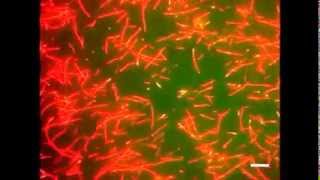Scientific Reports : Control of microtubule trajectory within an electric field by altering...