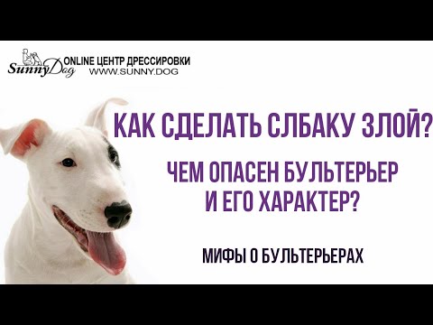 Чем и насколько опасен бультерьер и его характер? Как сделать собаку злой? Мифы о бультерьерах