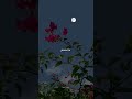 Dar hai tuje main🫵🥺 kho naa duun❤️🩹🥀 l song lyrics l salamat l #whatsappstatus#love#song #aesthetic