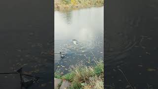 Вот это рыбка. #бавария #fishing#карп#