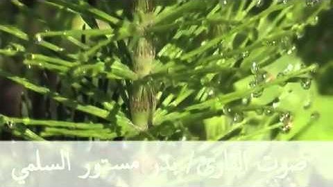 روائع تلاوه سورة الواقعة بصوت القارئ بدر مستور السلمي