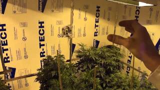 Attitude Seedbank Kush promo / New Strains and Garden Update