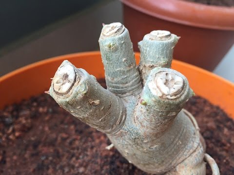 Video: Beskärning Av Adenium: Hur Man Beskär Adenium Hemma Så Att De Börjar Förgrena Sig? Kron- Och Caudexbildning