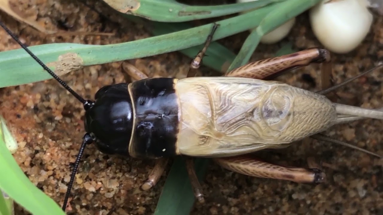 Vòng Đời Của Dế Nòi