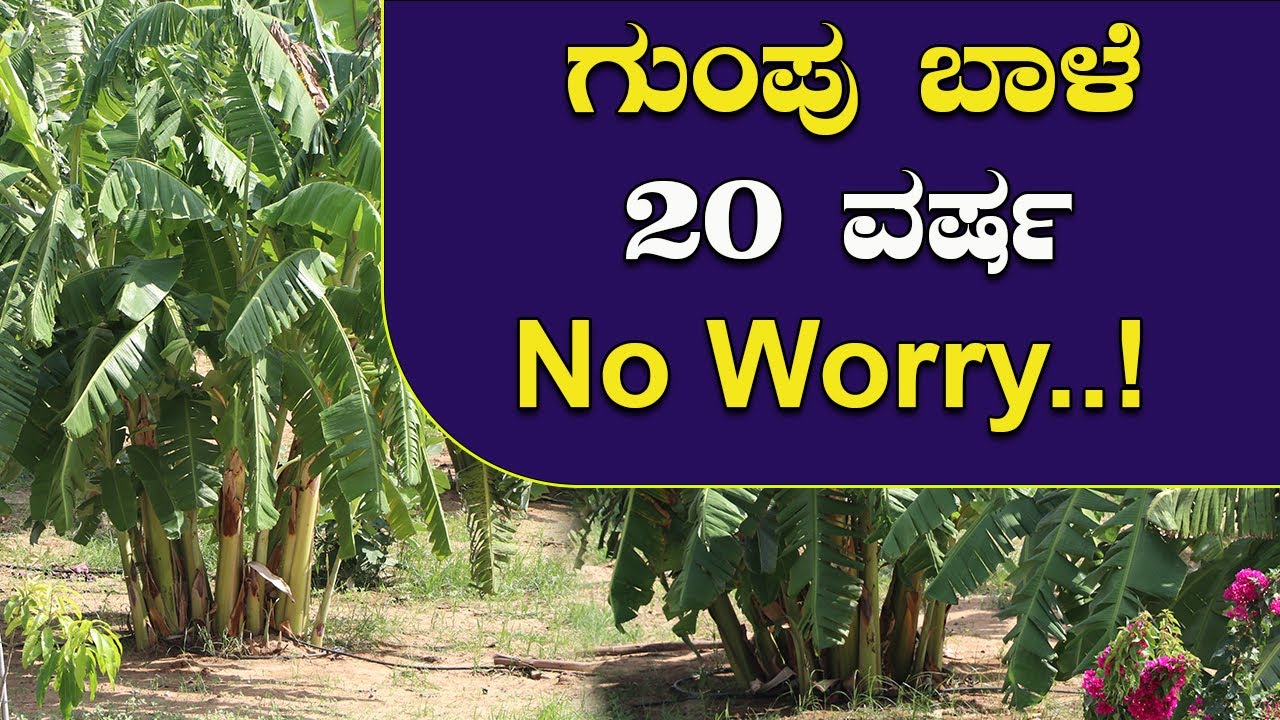 20 ವರ್ಷದ ವರೆಗೂ ಗುಂಪು ಬಾಳೆ ಬೆಳೆಯಿರಿ | Group banana cultivation techniques