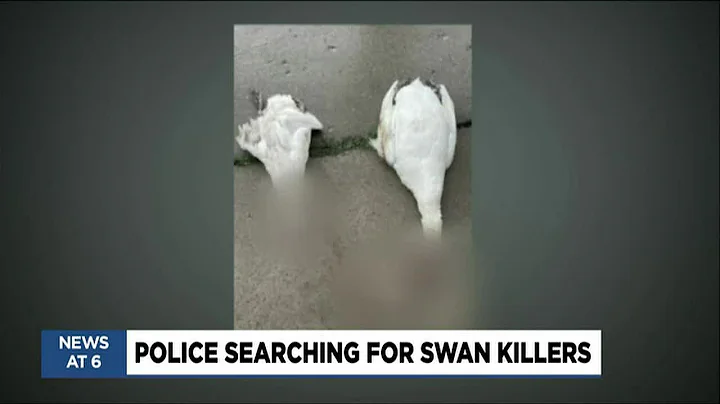 Sheriff investigating after three swans found deca...