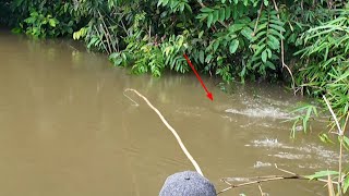 IKAN RAJA TULANG