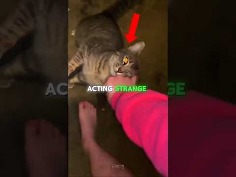 تحدي البكرات