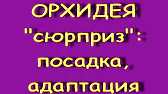 Орхидеи,узамба́рские фиалки,Самара🌺