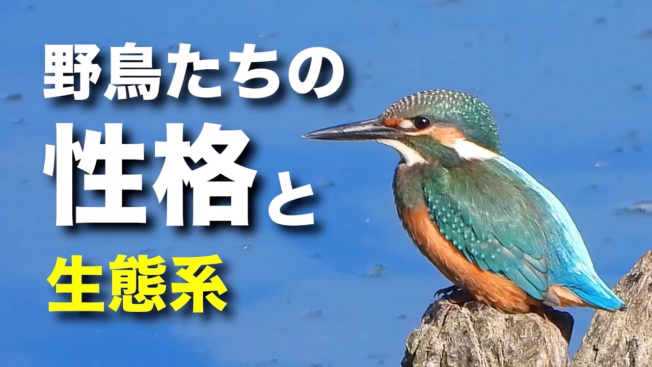 いろいろな野鳥の性格について解説します！