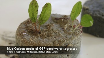 Deep-water Seagrass in the GBR