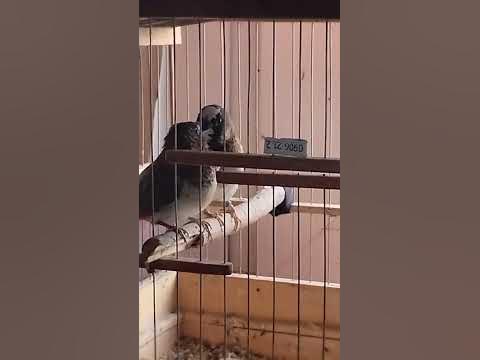 Японский амадин - YouTube