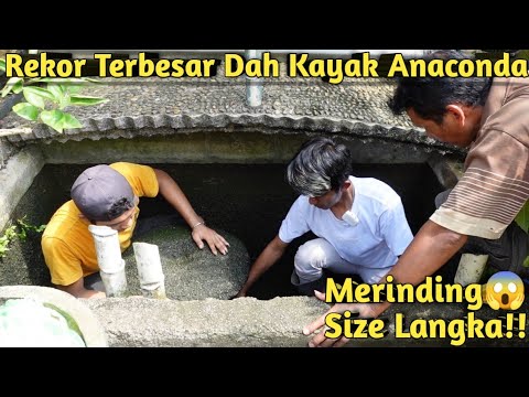 Video: Ikan terbesar: pemegang rekor air tawar dan laut