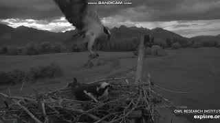 Charlo Montana Osprey Nest Charlie Puts It In Reverse