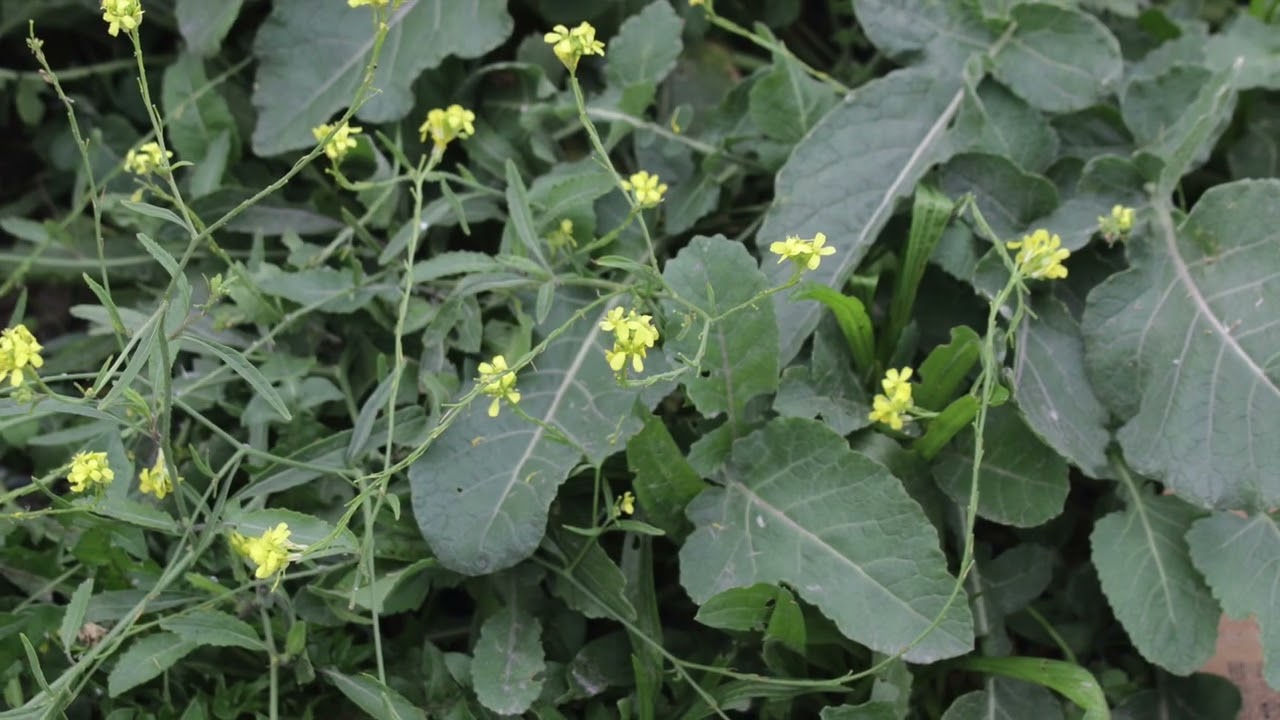 RABANIZA AMARILLA (HIRSCHFELDIA INCANA).  PLANTA COMESTIBLE.
