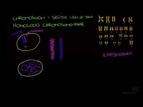 Video: Hoeveel chromosome het organismes?