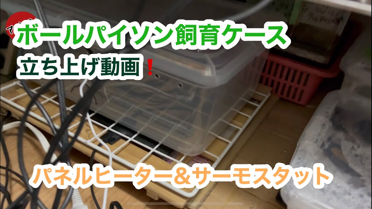 ボールパイソン飼育ケース立ち上げ動画❗️ - YouTube