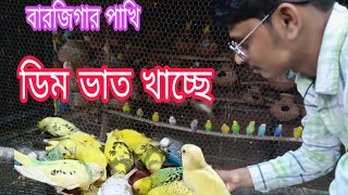 Egg Food provided Budgies Colony, বারজিগার পাখিকে সিদ্ধ ডিম ও ভাত