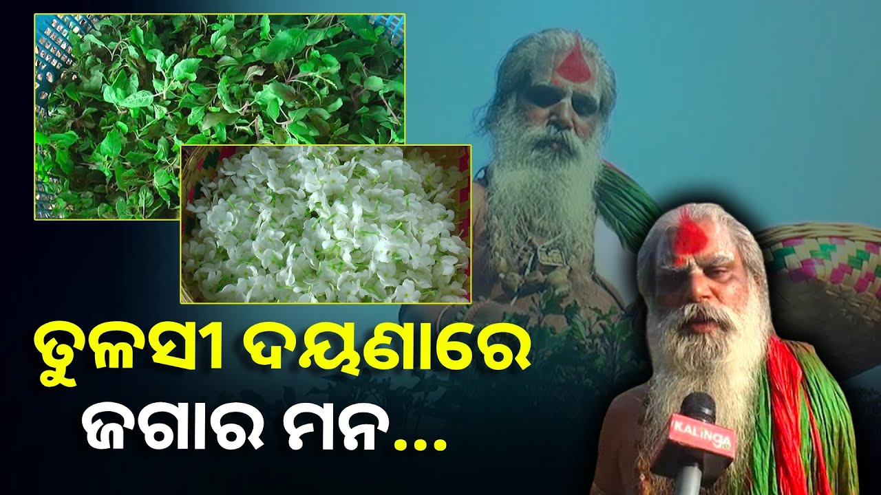 ଘୋଷଯାତ୍ରା ସମୟରେ ଏଠାରୁ ତୁଳସୀ ଓ ନଡ଼ିଆ ଯିବା ପରେ ମହାପ୍ରଭୁଙ୍କର ହୋଇଥାଏ ପହଣ୍ଡି ସେବା ||Knews Odisha