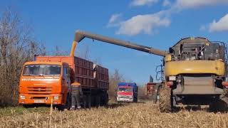 Export Of Corn For Animal Feed From Russia.