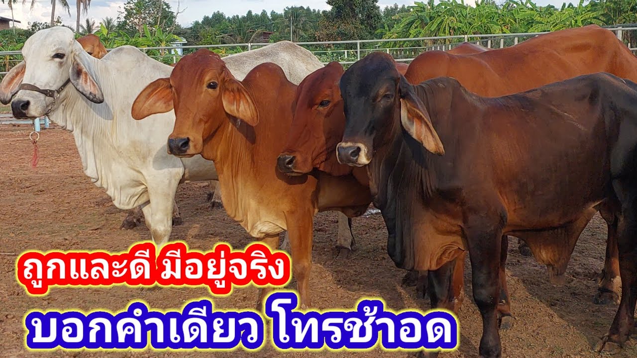 ถูกและดีมีอยู่จริง บอกคำเดียวโทรช้าอด#พูดจาภาษาวัว