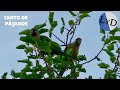 Sonidos de Canto de Pájaros🐤Canto de Aves 🦜Sonidos de la Naturaleza y el Bosque 🌱Relax&amp;Meditación