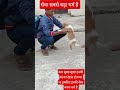 #premanandjipravachan #parmanandji सेवा सबसे बड़ा धर्म है पशु सेवा #motivation #viralshort #doglife