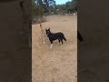 Playtime Puppy Collieball Dogs Kelpie Australia Melbourne Funny Pets Love Cute Luna