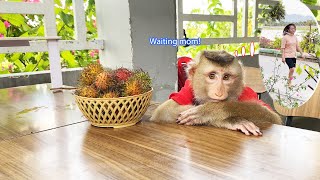 Monkey Lyly eagerly waited for her mother to come home and enjoy a gift from her neighbor