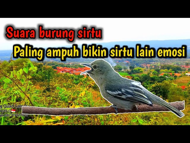 paling sukses bikin sirtu lain yang mendengar ikut bunyi dan emosi class=