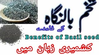 Benefits of Basil Seed   (Babri beol) in kashmiri