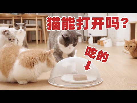 【喵来啦】猫为了吃能有多努力？不愧是干饭喵！