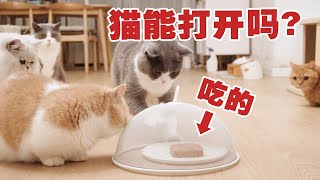 【喵来啦】猫为了吃能有多努力不愧是干饭喵